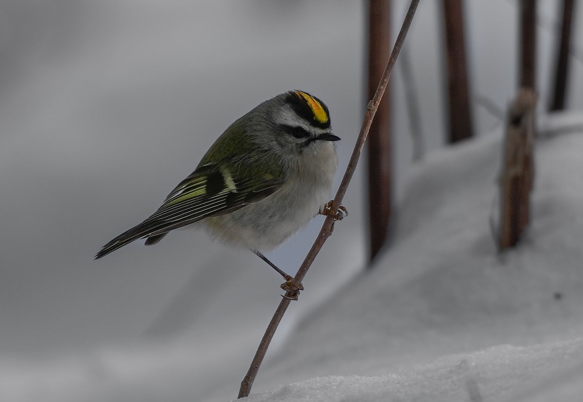 Indianergoldhähnchen - ML646603973