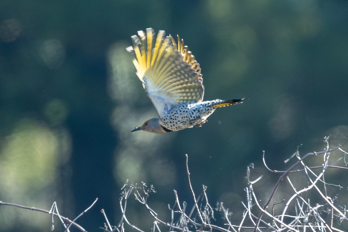 Carpintero Escapulario (Dorado x Rojizo) - ML646603974