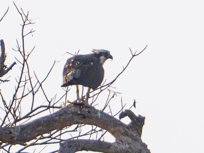 魚鷹 - ML646603976