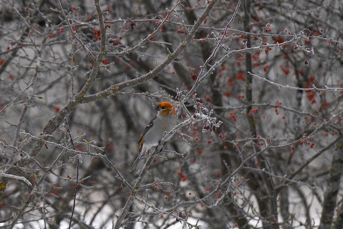 Pine Grosbeak - ML646603977