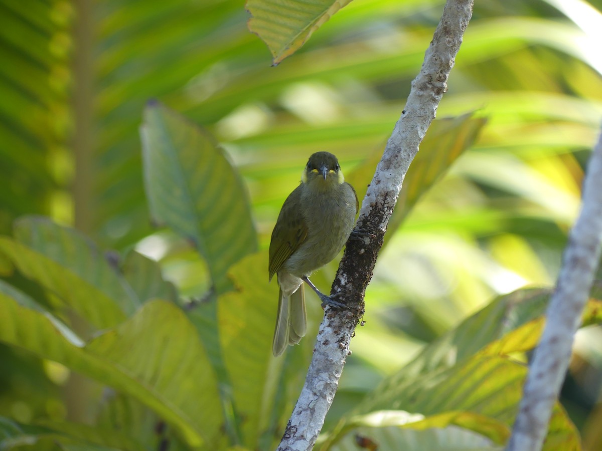 Yellow-spotted Honeyeater - ML646603978