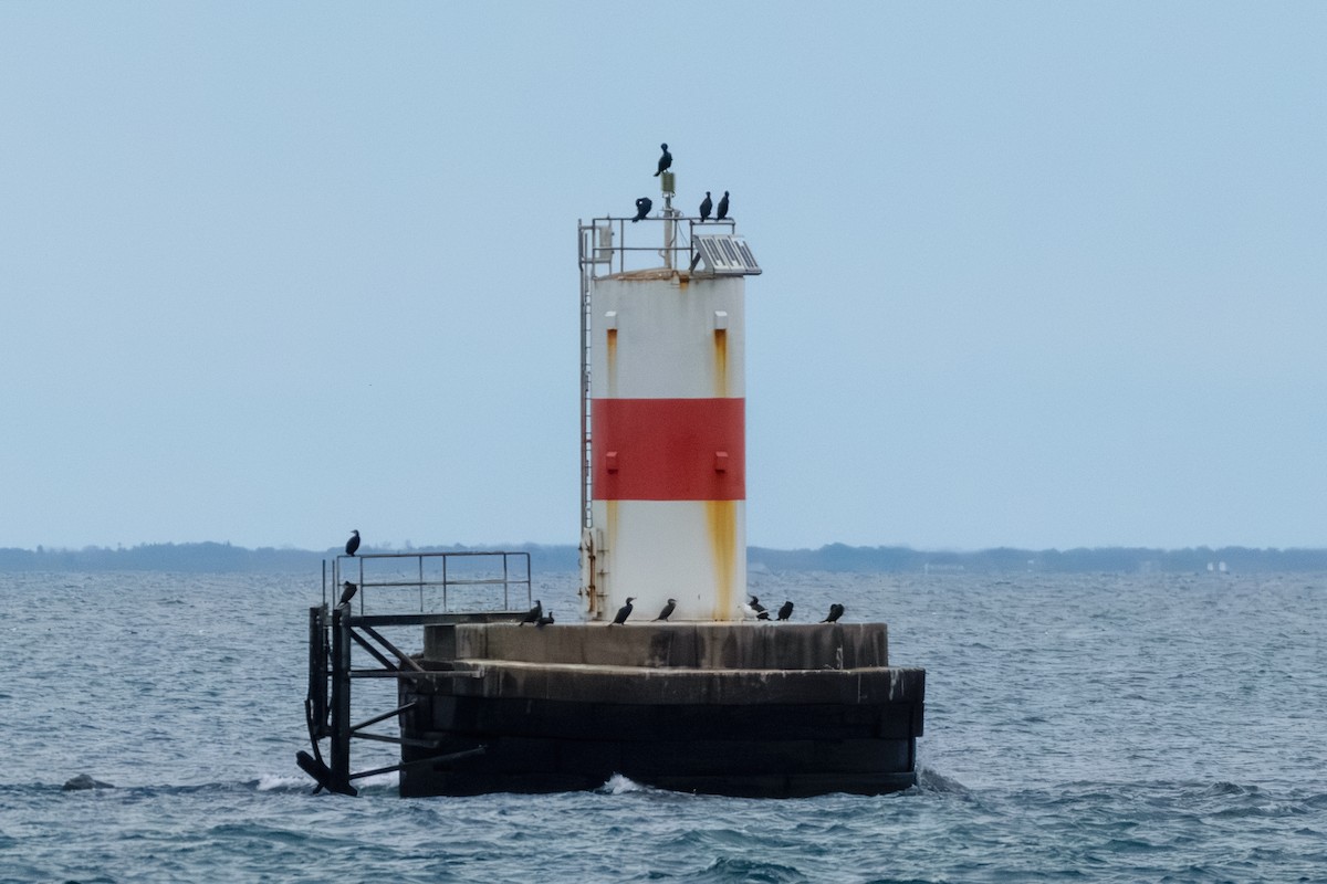 kormorán velký - ML646603979