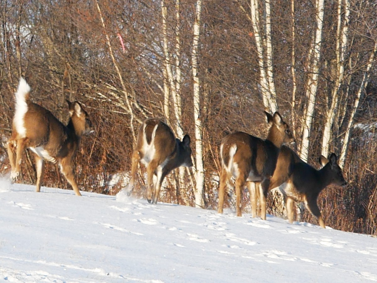 Animals - ML646603981