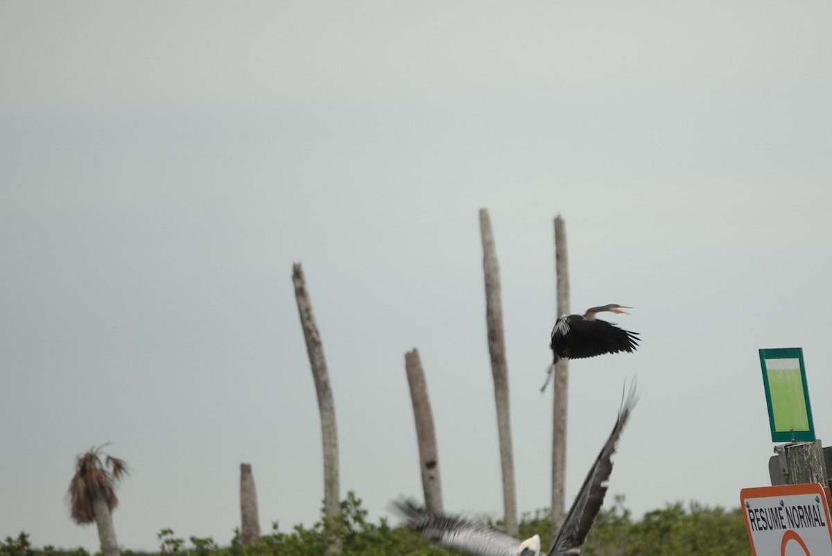 Anhinga - ML646603983