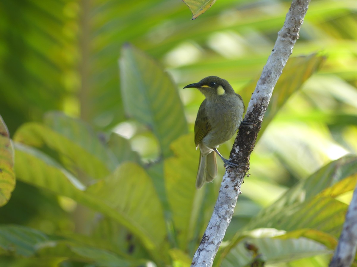 Yellow-spotted Honeyeater - ML646603990