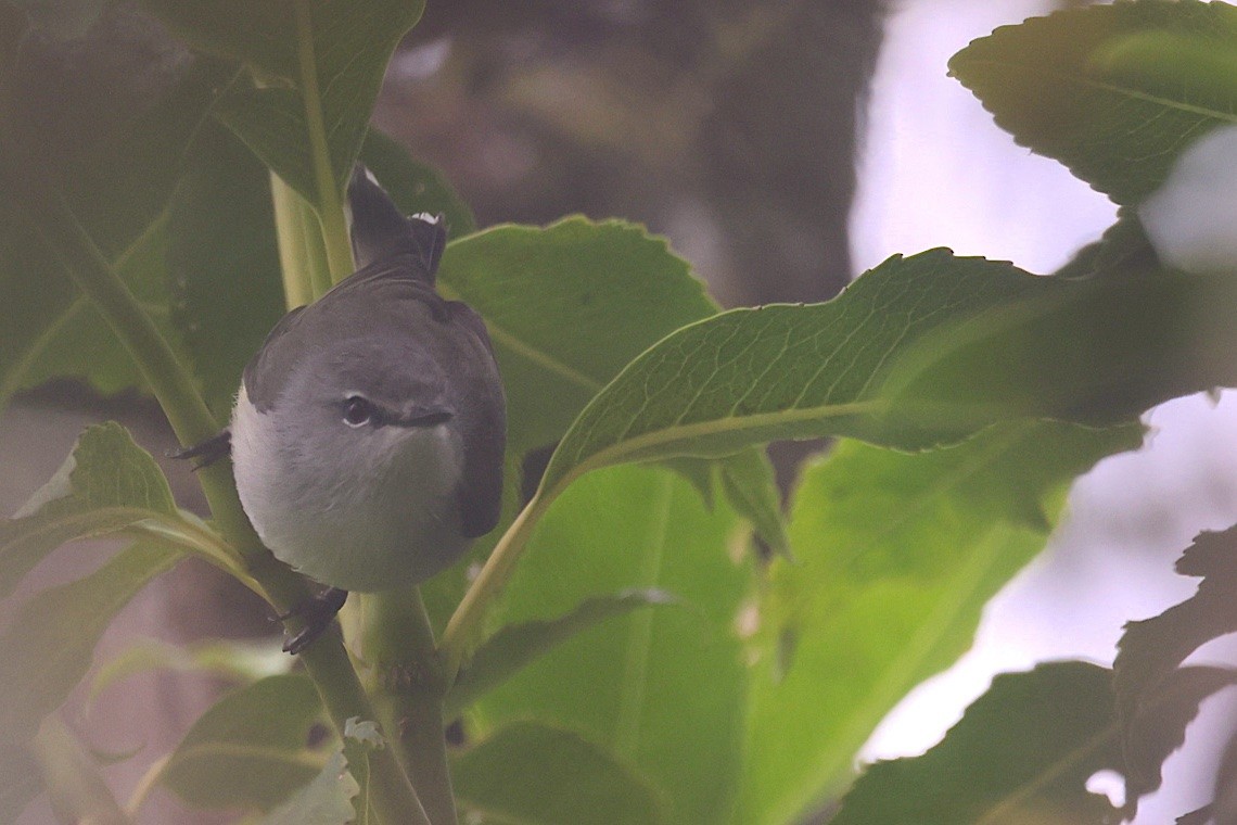 Gerigón Melanesio - ML646603993