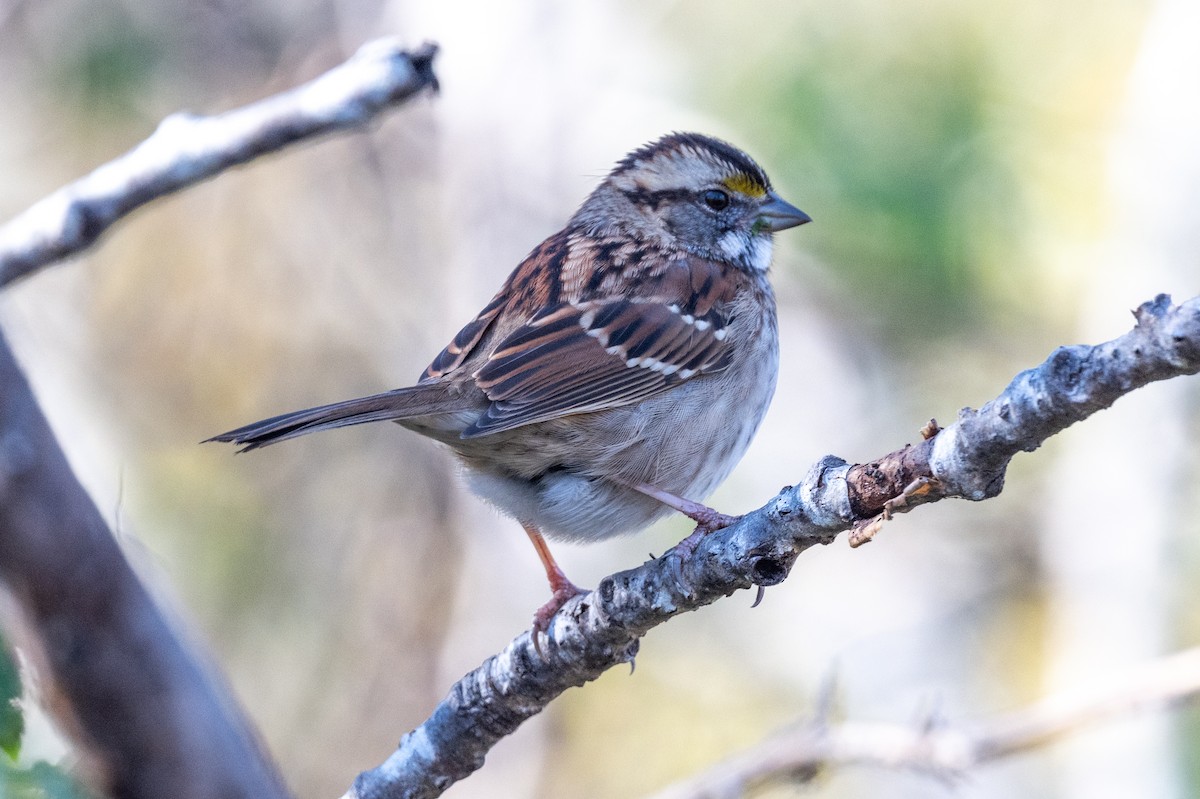 Chingolo Gorjiblanco - ML646603994