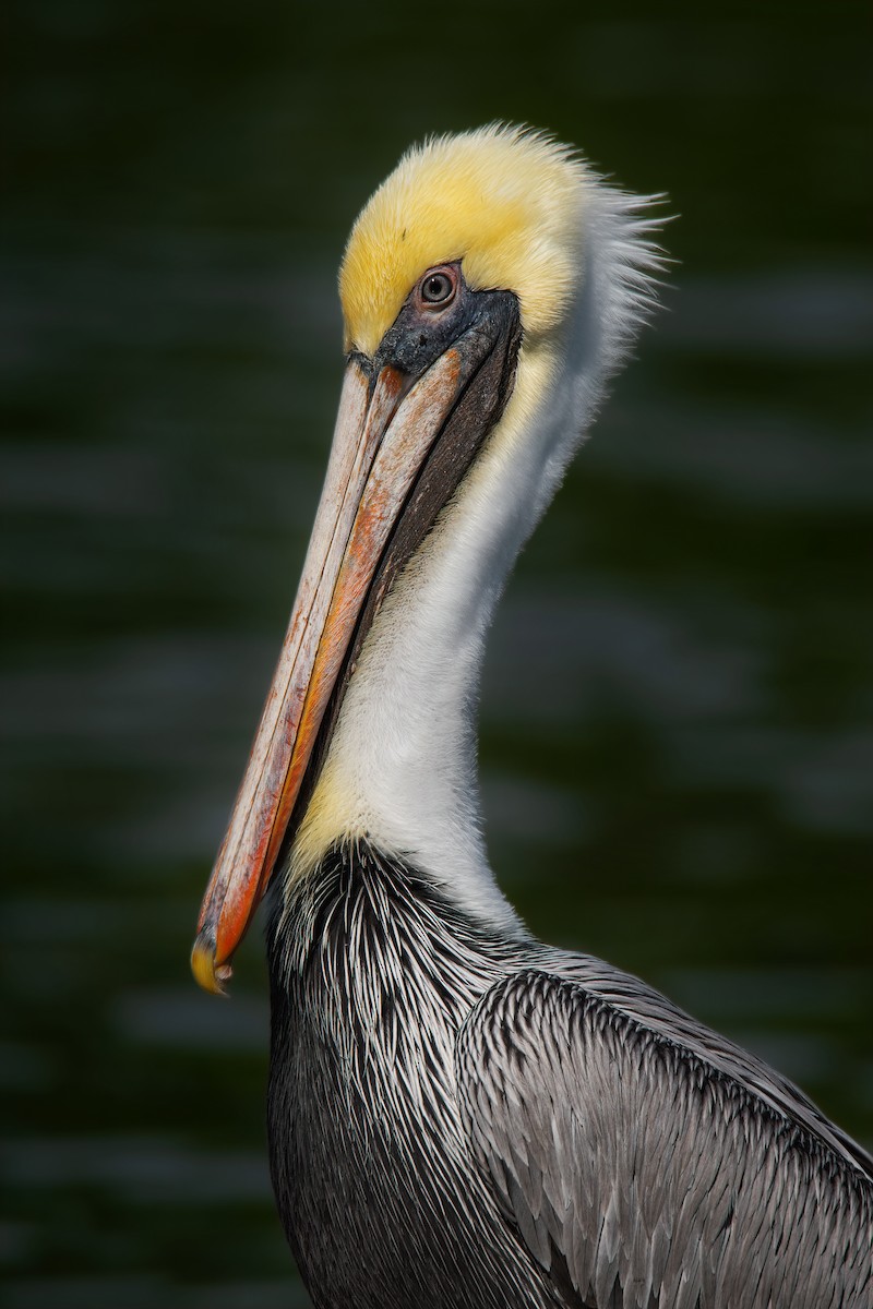 brunpelikan - ML646603995