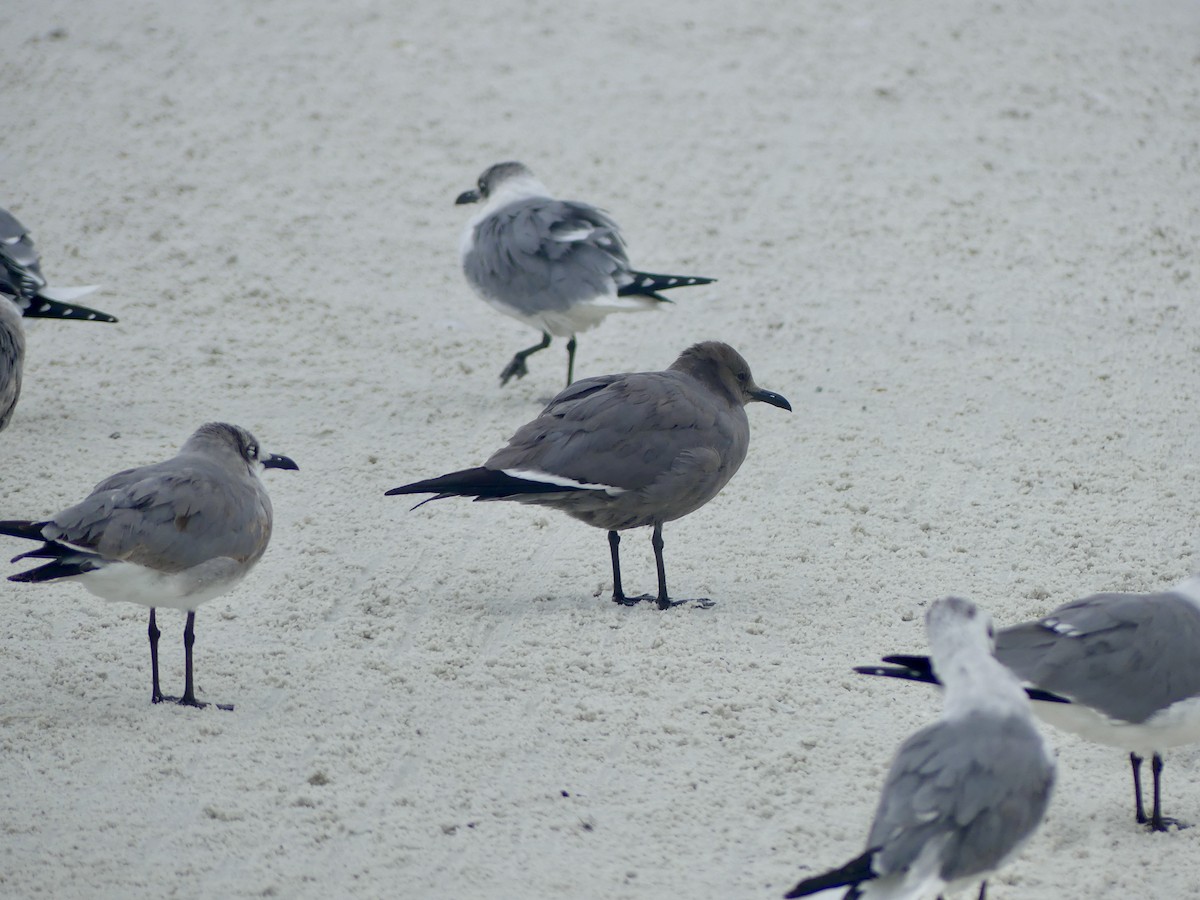 Мартин сірий - ML646603996