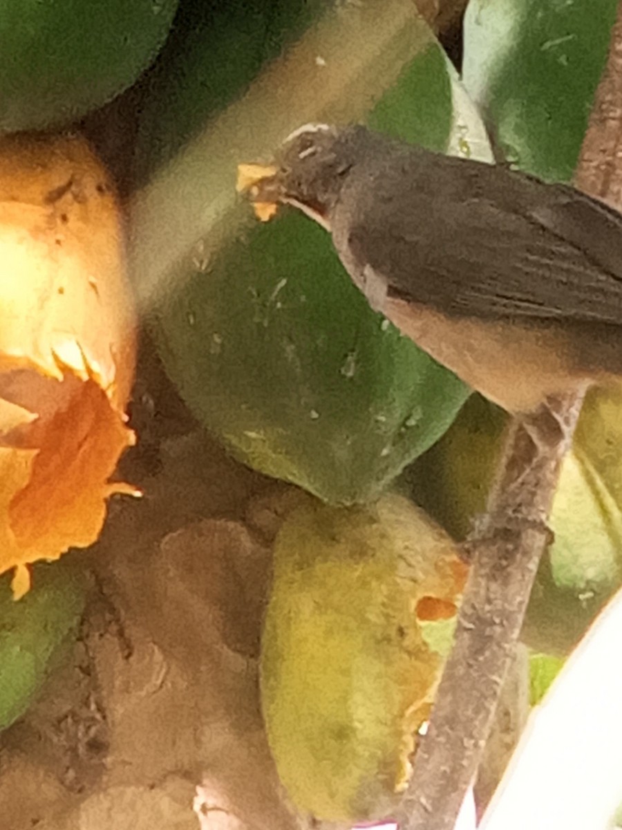 Olive-gray Saltator - ML646603997