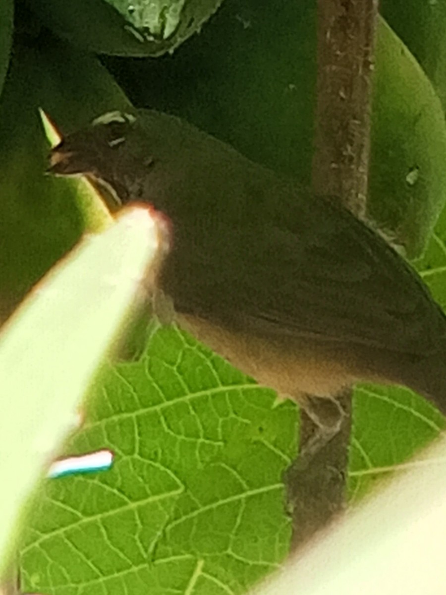 Olive-gray Saltator - ML646603998