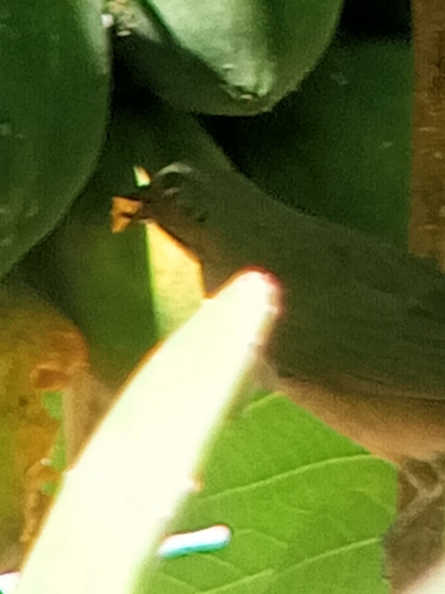 Olive-gray Saltator - ML646603999