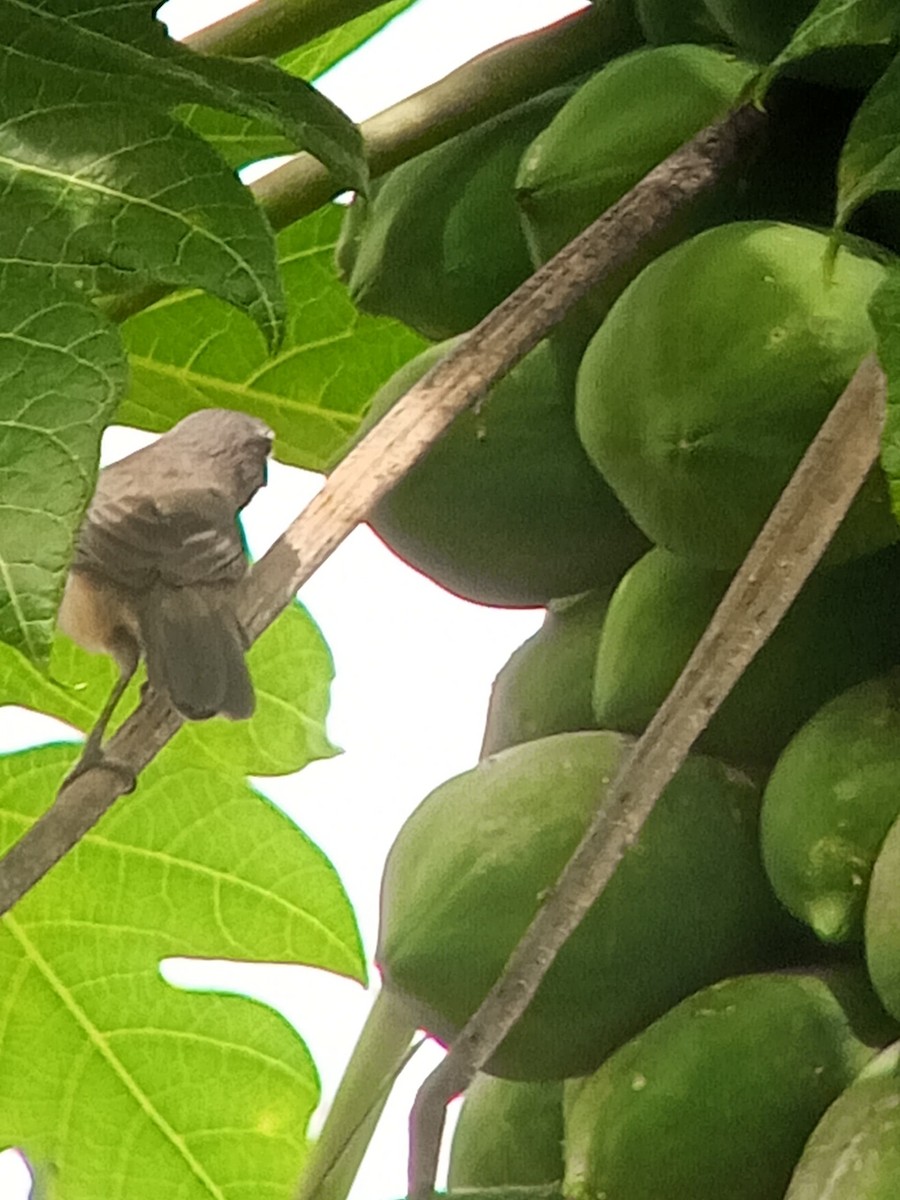 Olive-gray Saltator - ML646604000