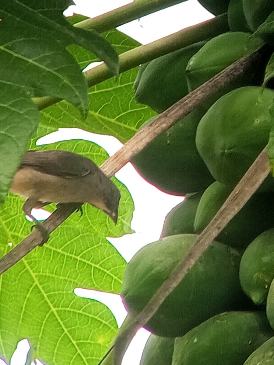 Olive-gray Saltator - ML646604001