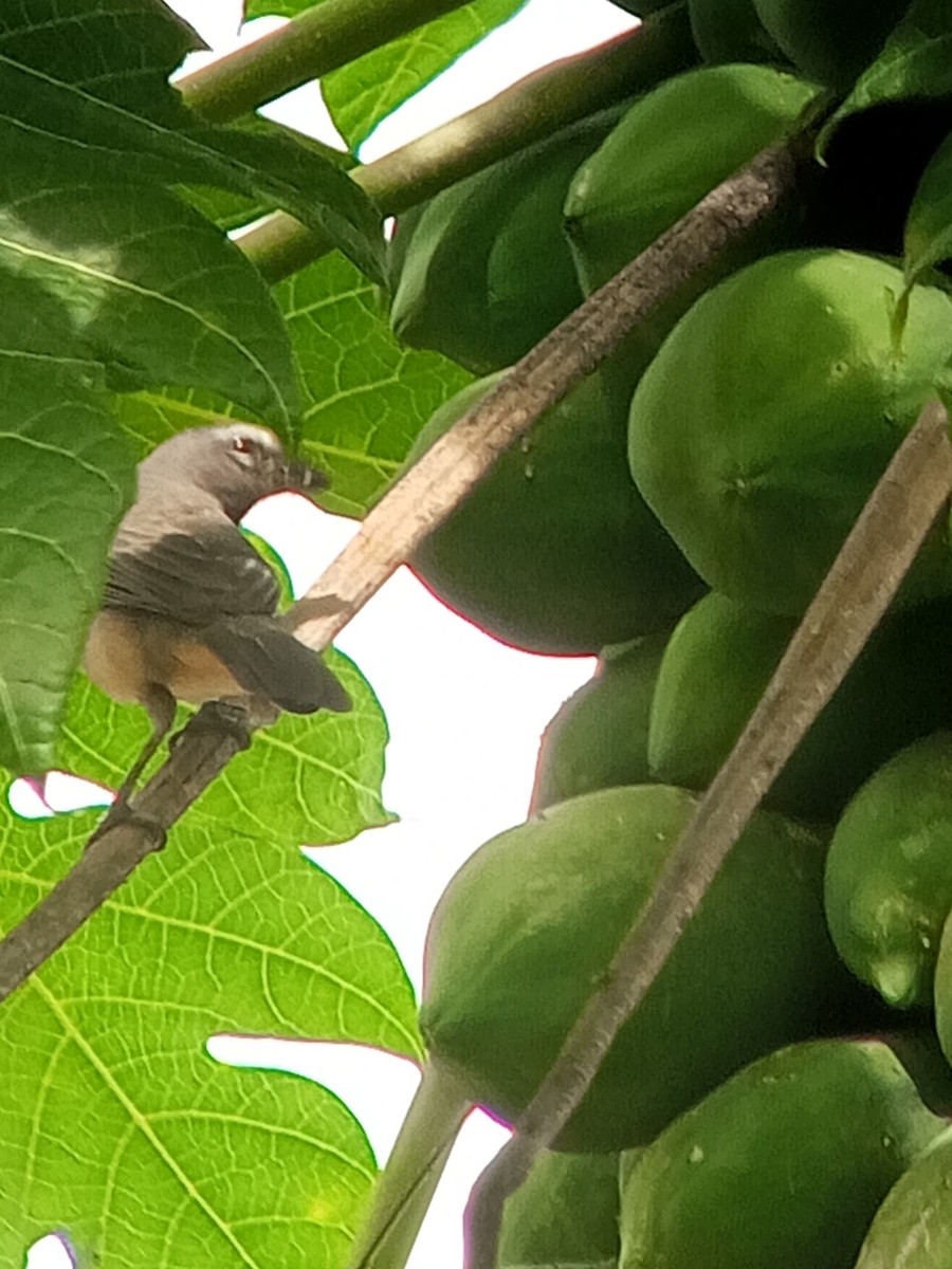 Olive-gray Saltator - ML646604002