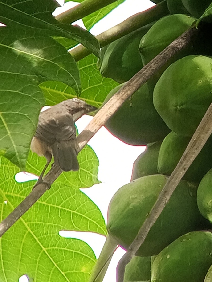 Olive-gray Saltator - ML646604003