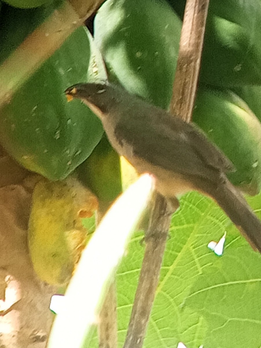 Olive-gray Saltator - ML646604004