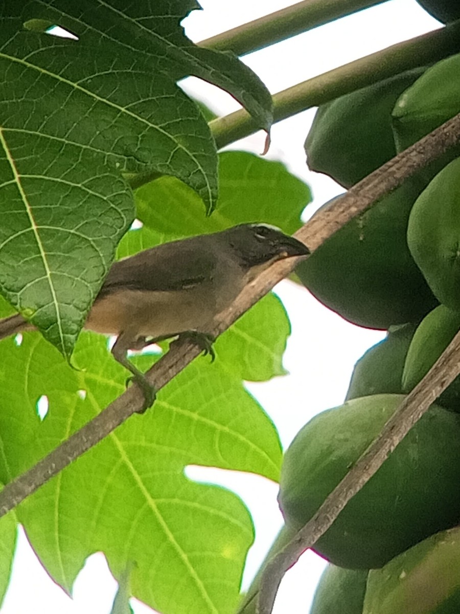 Olive-gray Saltator - ML646604005