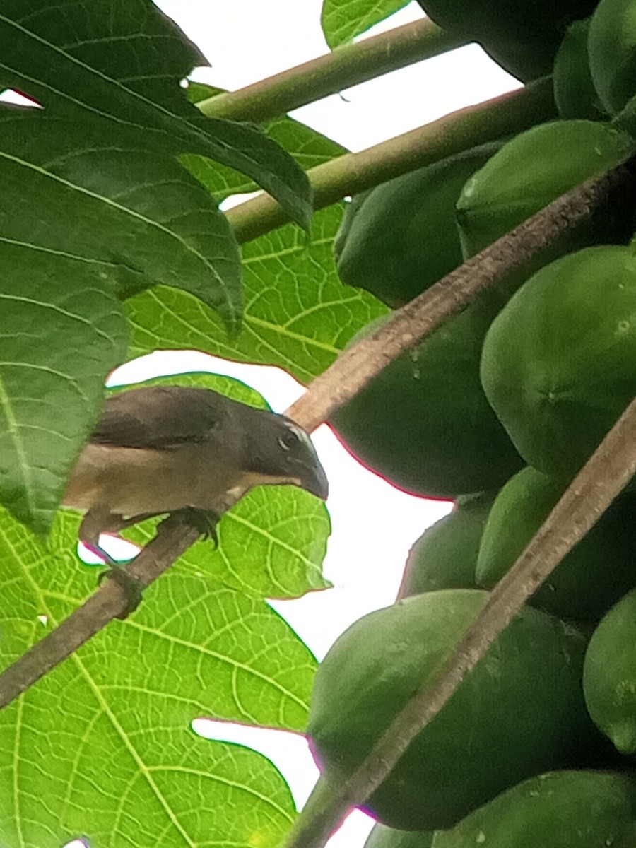 Olive-gray Saltator - ML646604006