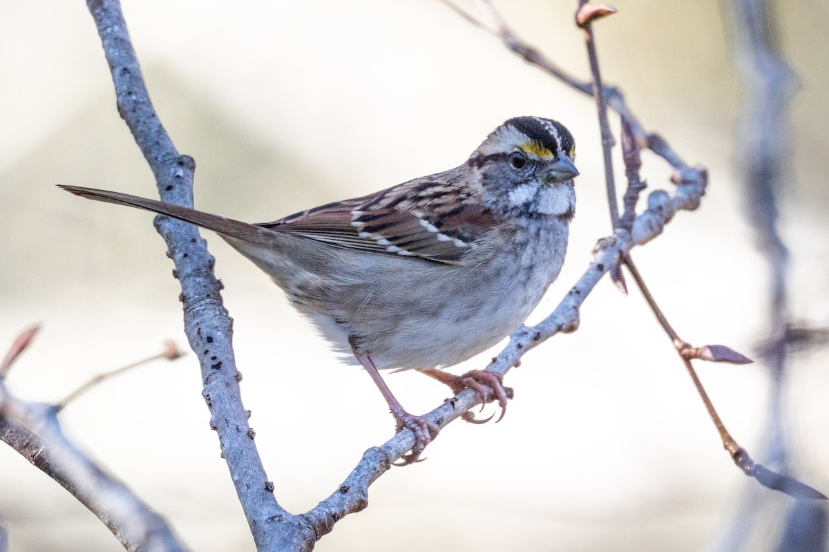 Chingolo Gorjiblanco - ML646604007