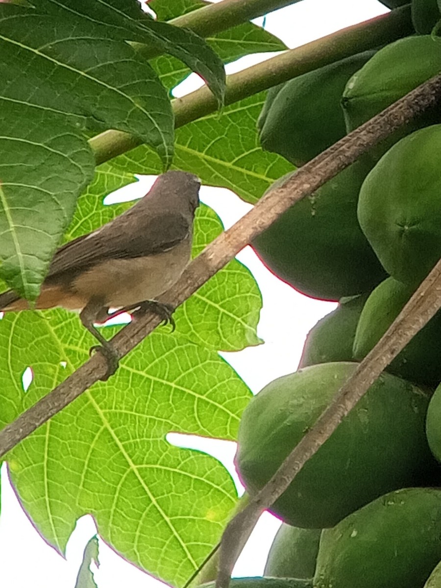 Olive-gray Saltator - ML646604008