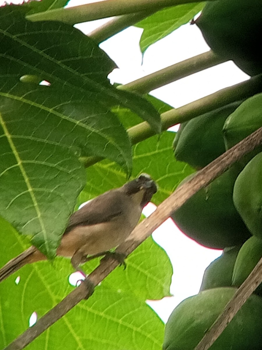 Olive-gray Saltator - ML646604009