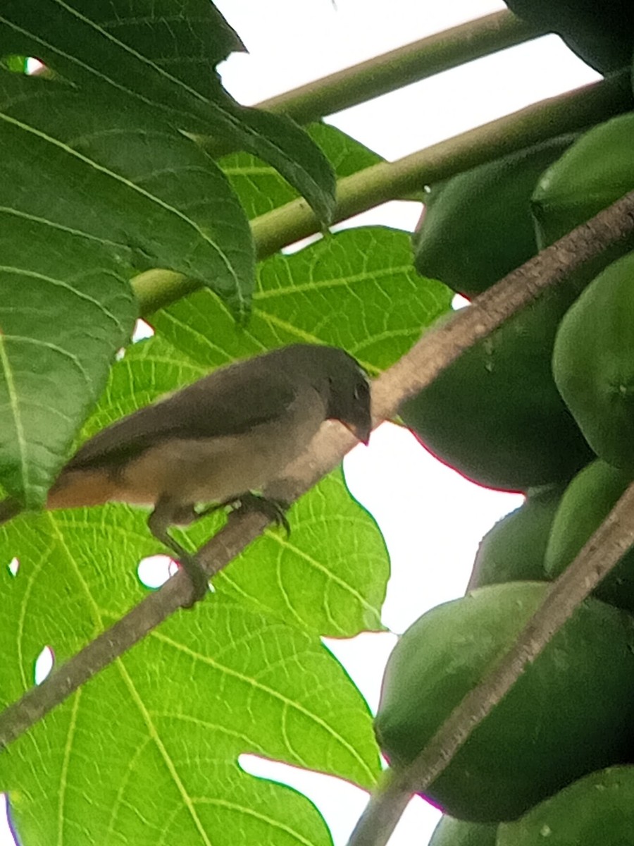 Olive-gray Saltator - ML646604010