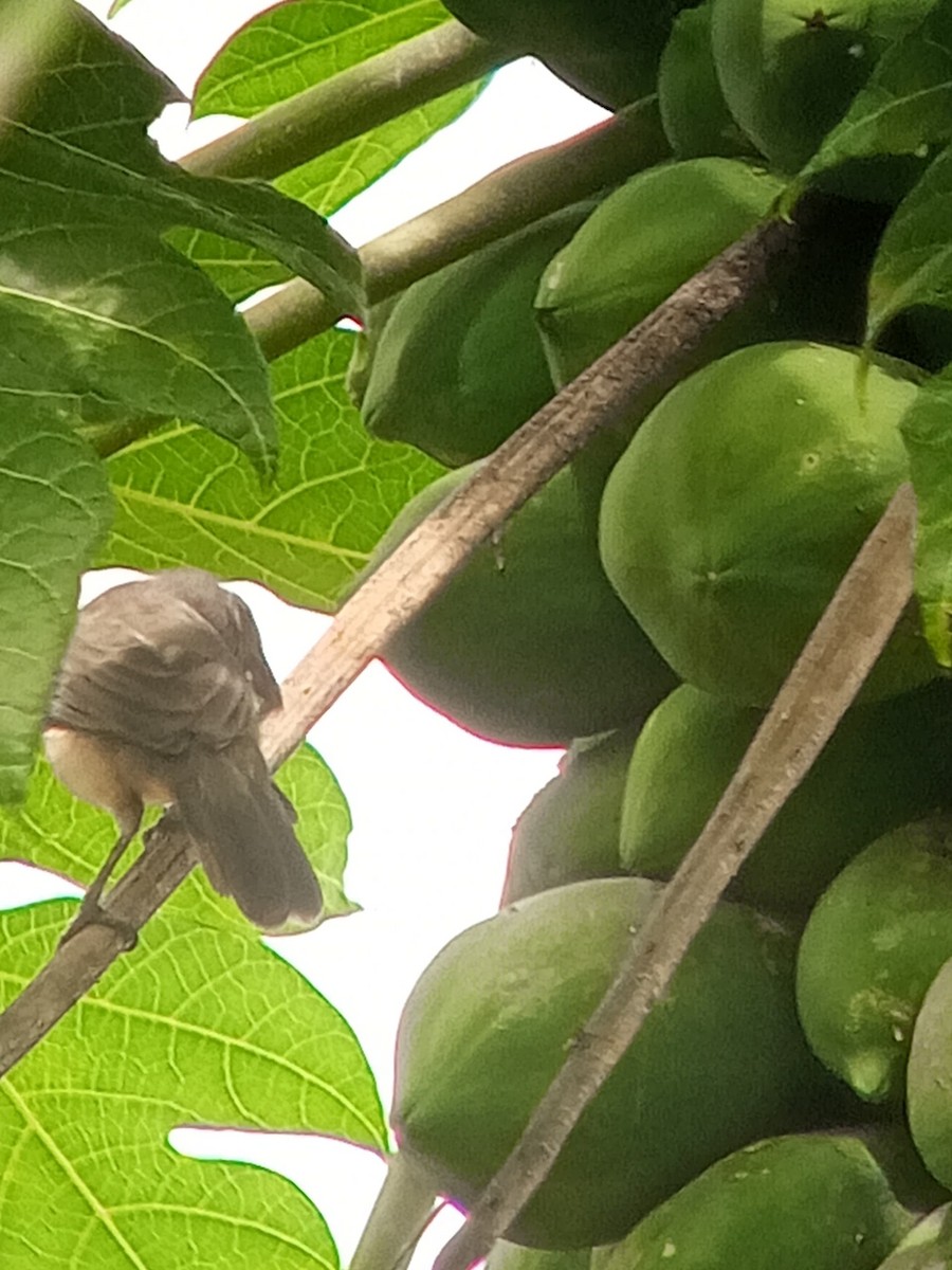 Olive-gray Saltator - ML646604011