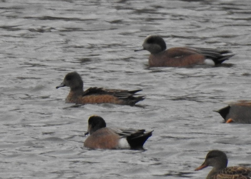 American Wigeon - ML646604013