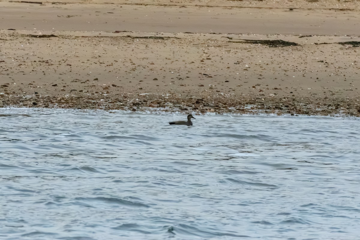 kopřivka obecná - ML646604014