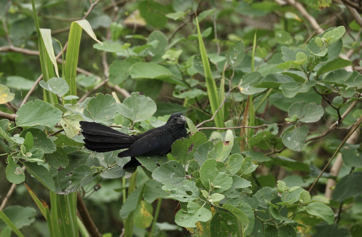 Groove-billed Ani - ML646604015