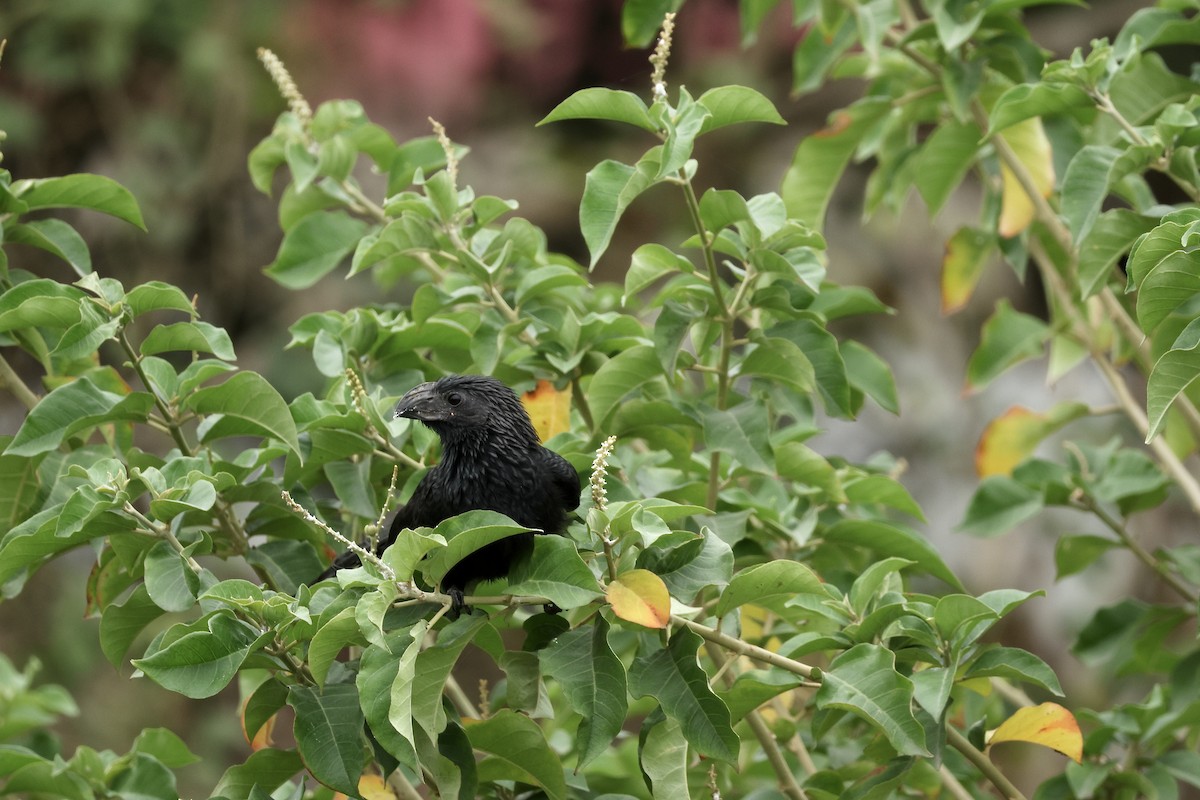 Groove-billed Ani - ML646604016