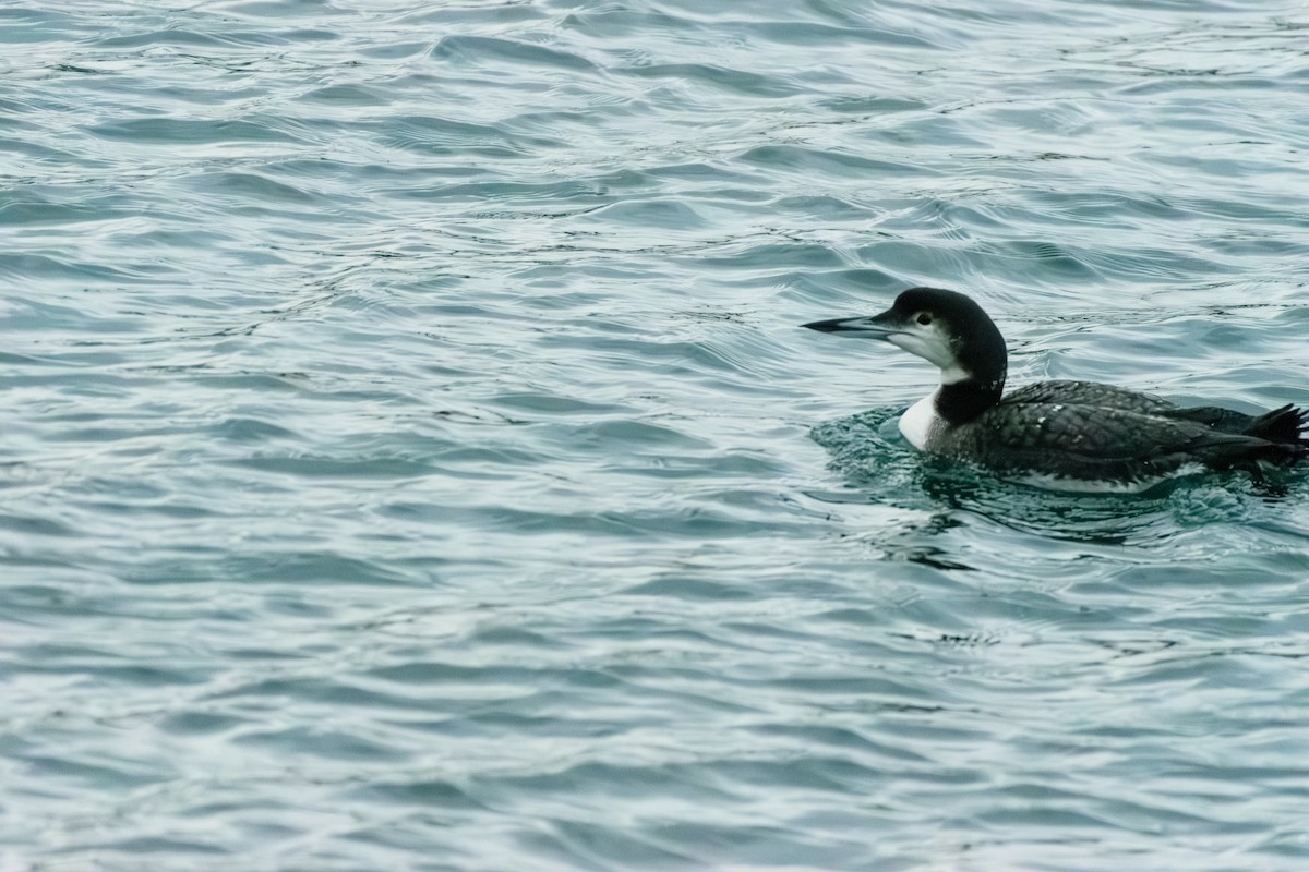 potáplice lední - ML646604018