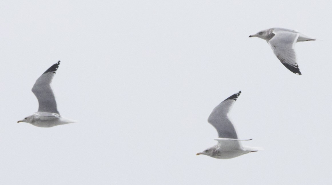 gull sp. - ML646604019