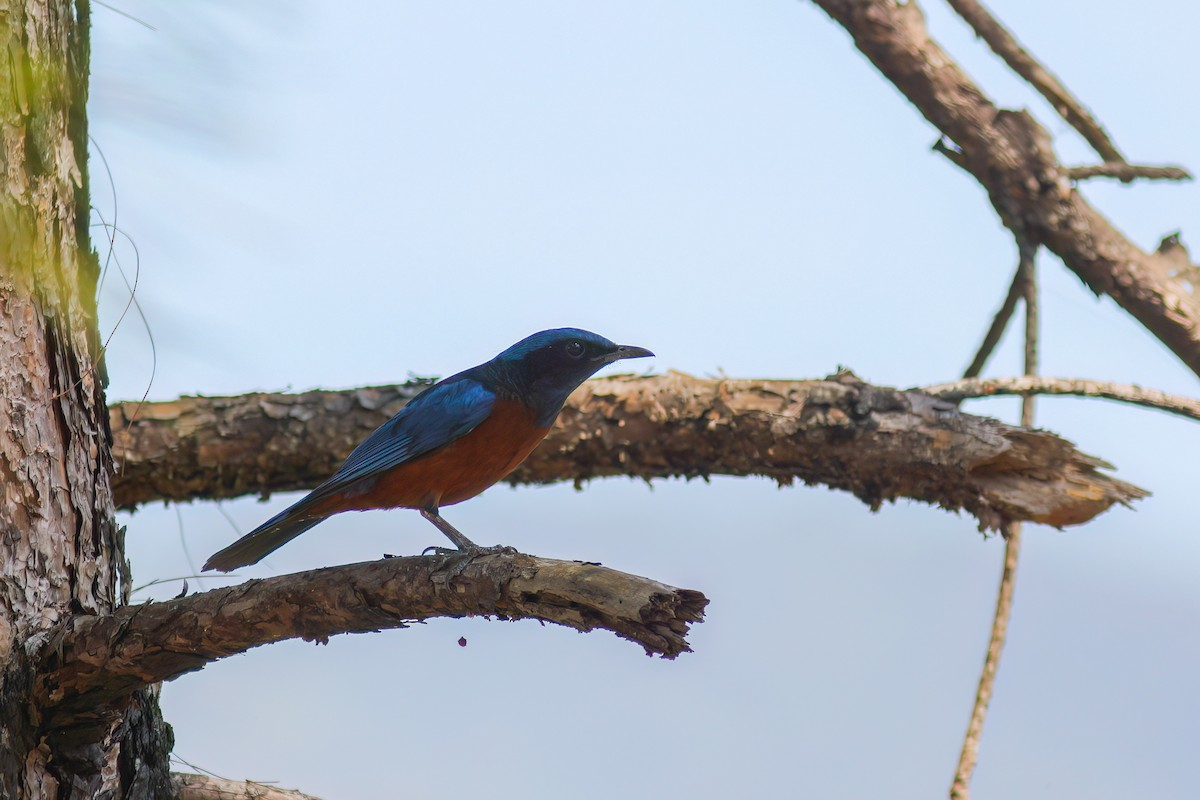 Chestnut-bellied Rock-Thrush - ML646604021