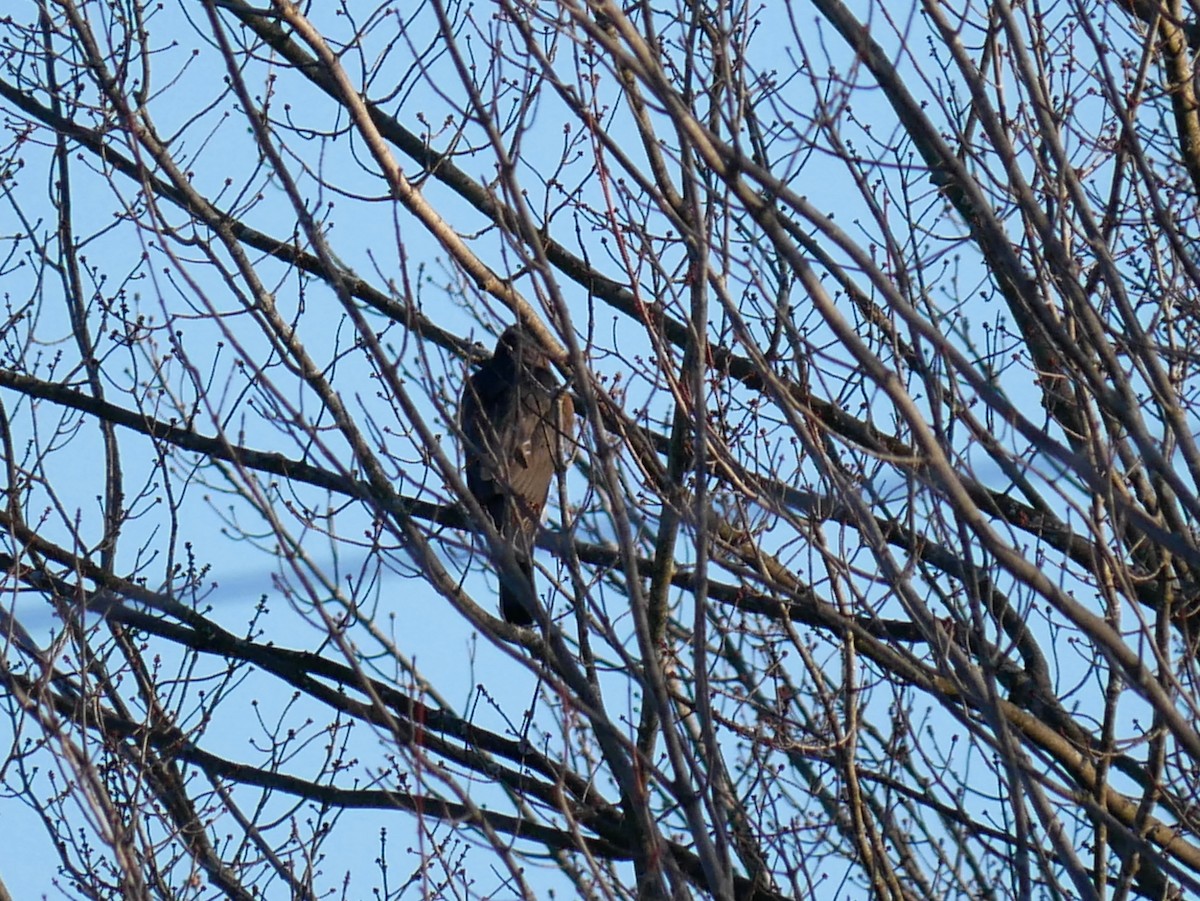 Cooper's Hawk - ML646604022
