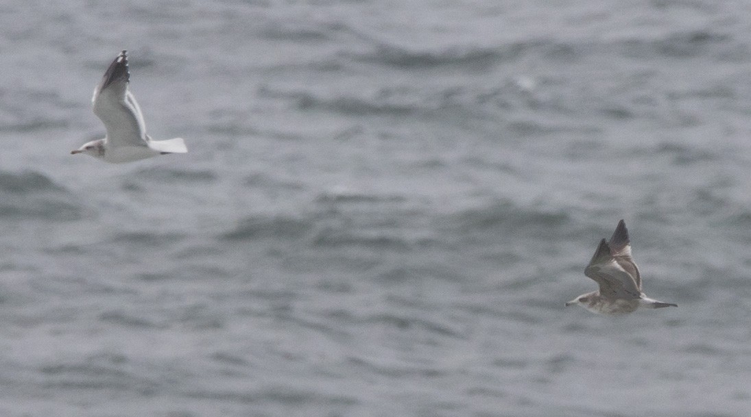 gull sp. - ML646604023