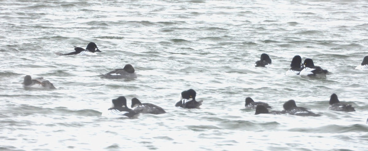 鵲鴨 - ML646604025