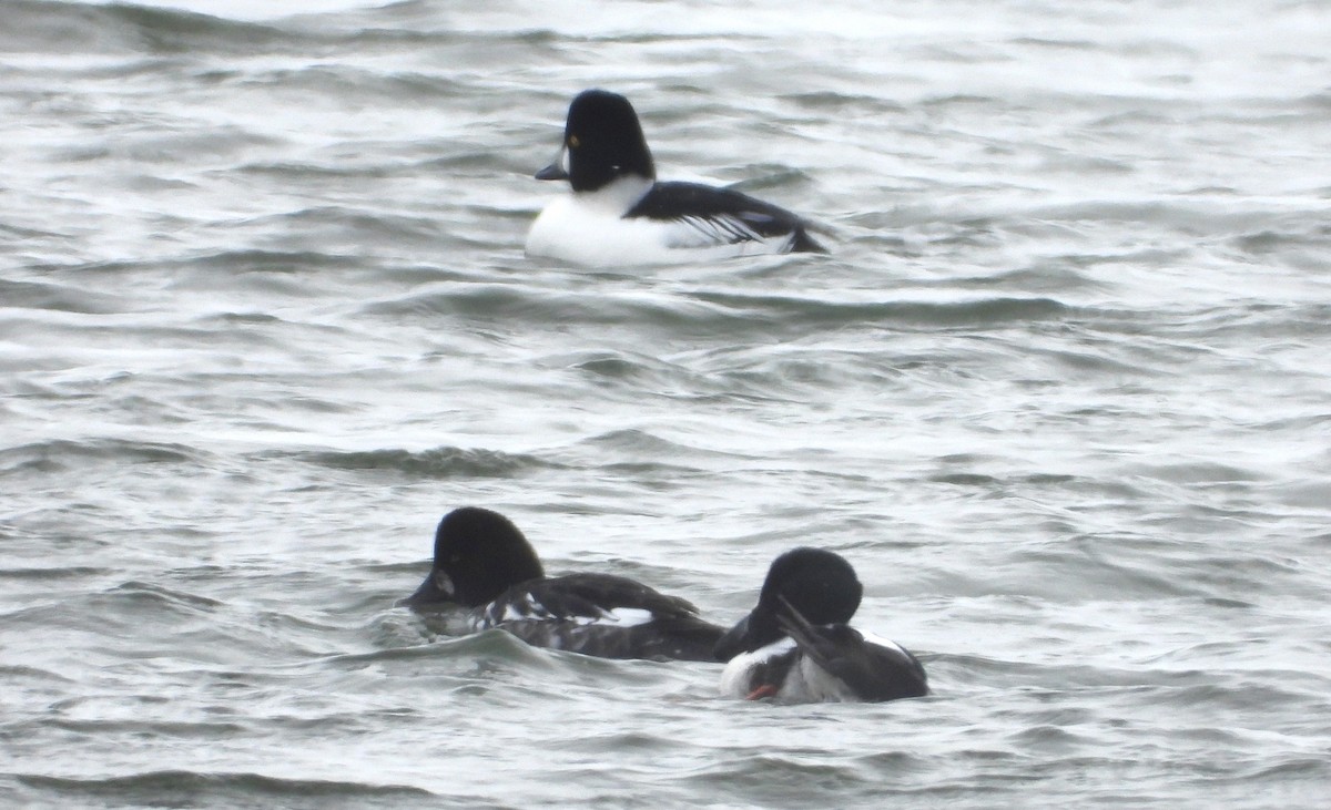 鵲鴨 - ML646604026