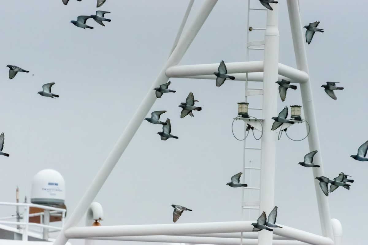 holub skalní (domácí) - ML646604029