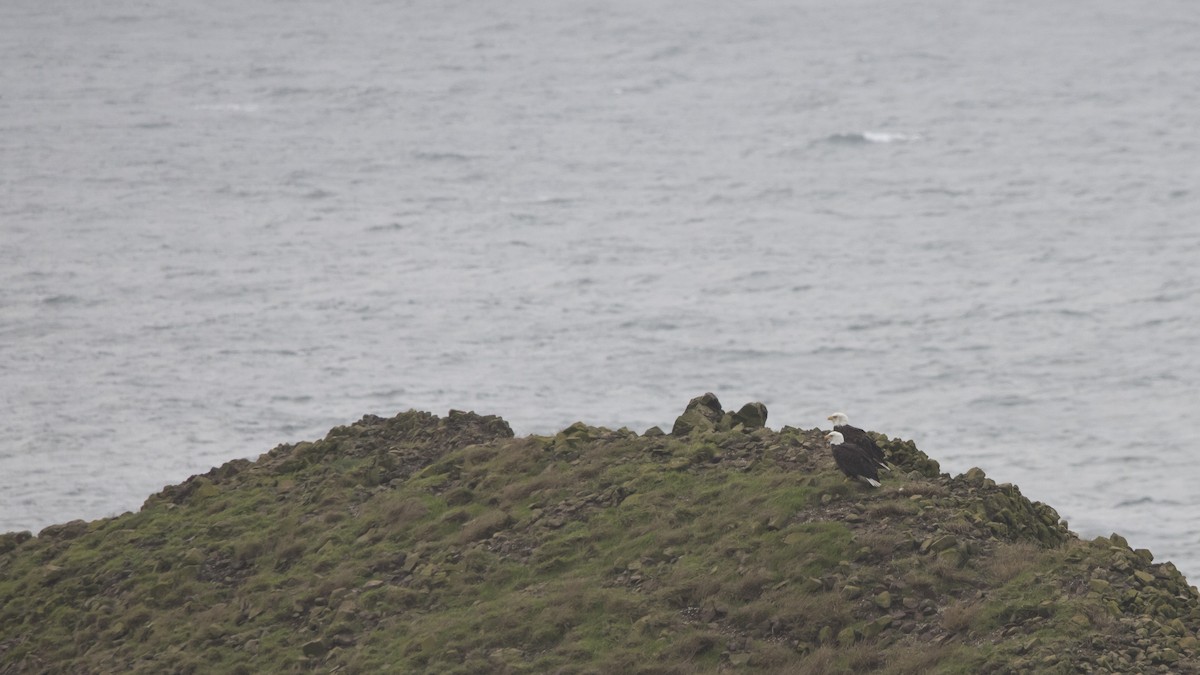 Bald Eagle - ML646604030