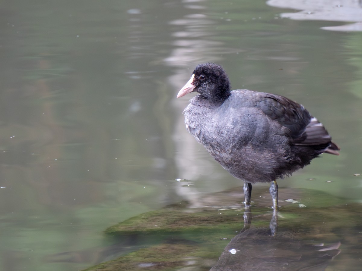Eurasian Coot - ML646604032