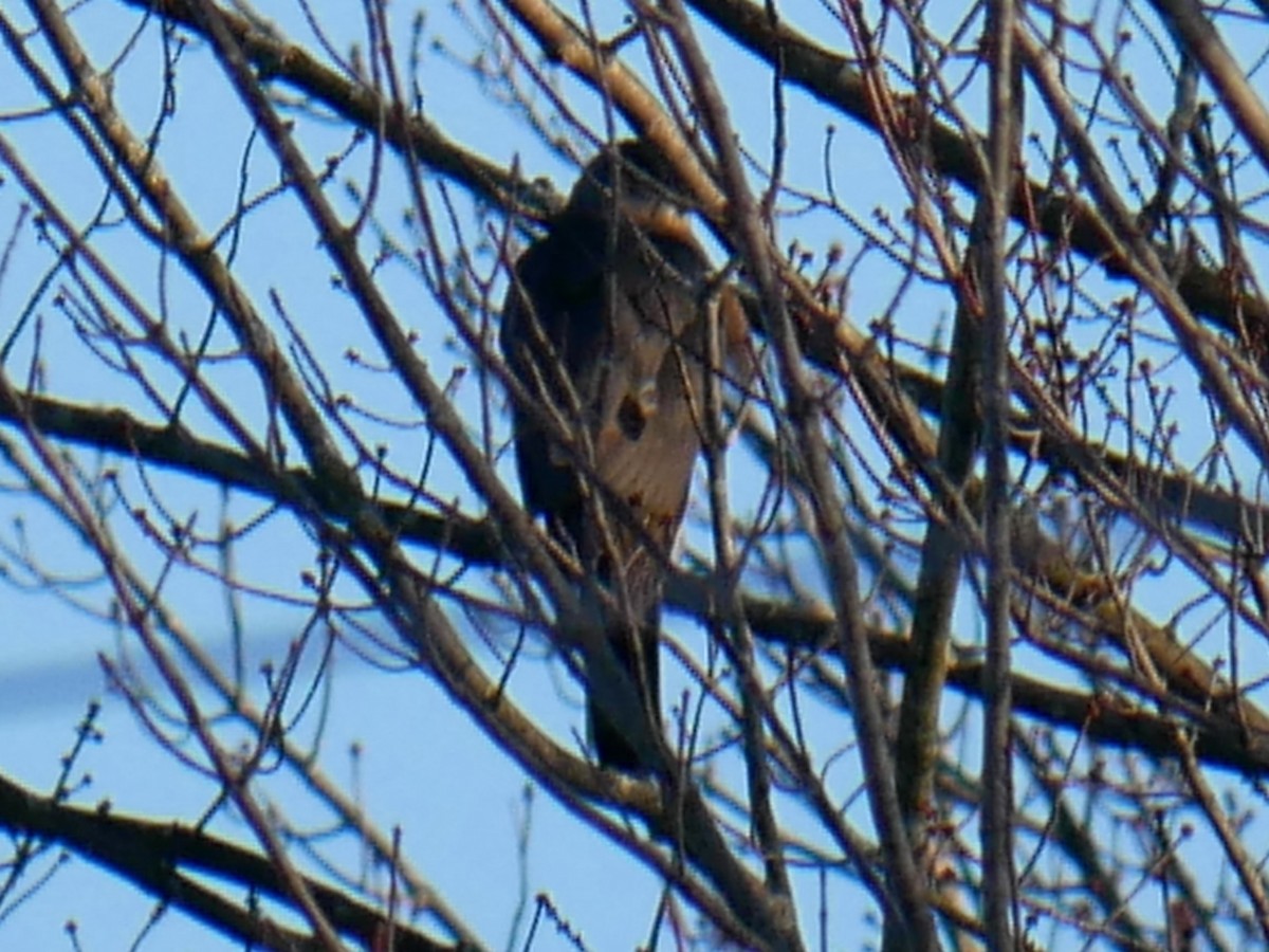 Cooper's Hawk - ML646604033