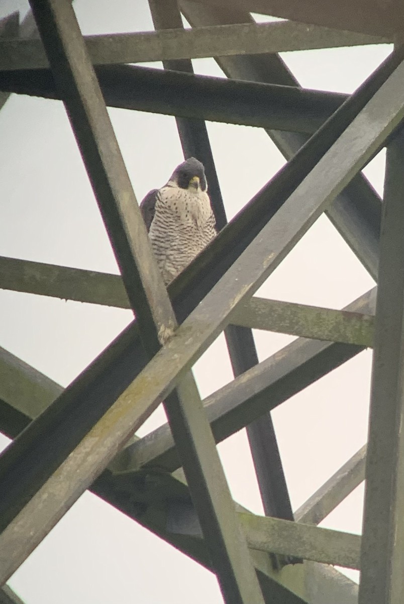 Peregrine Falcon - ML646604036