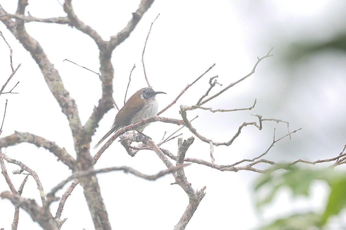 Mielero Ventriblanco - ML646604037