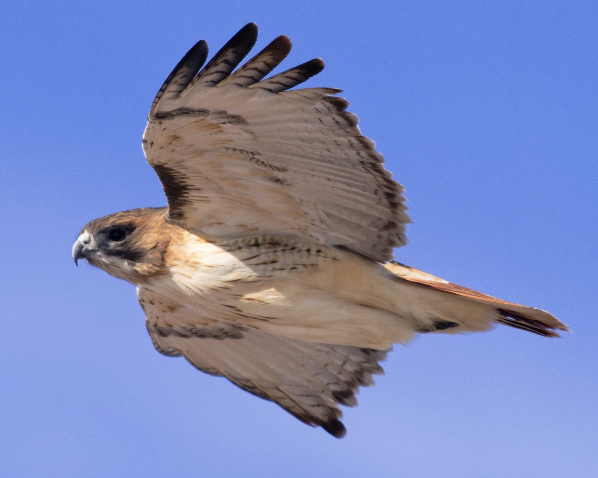 Red-tailed Hawk (borealis) - ML646604038