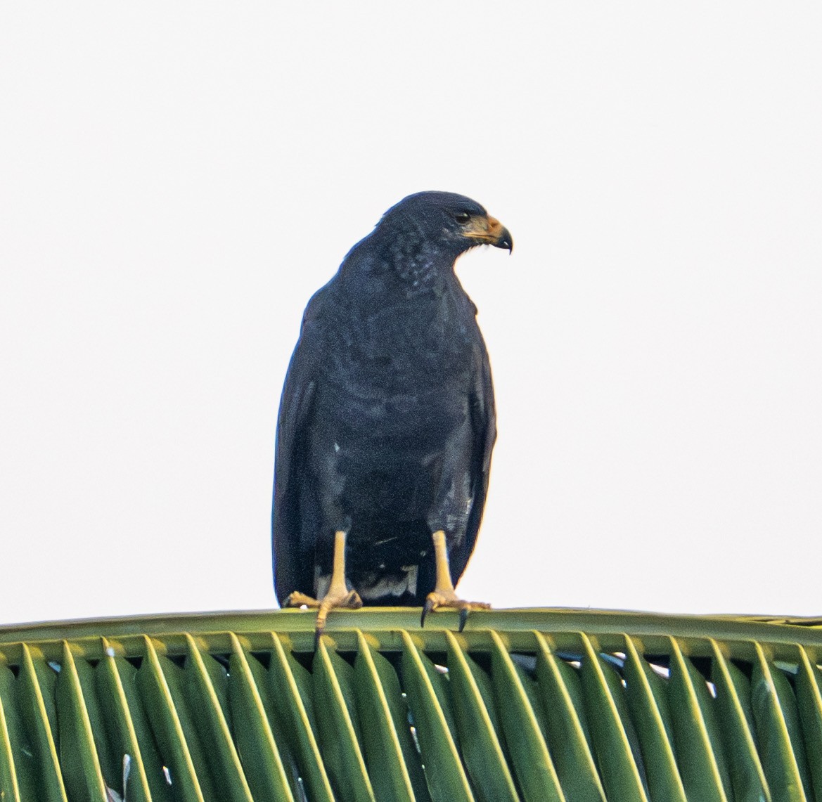 Common Black Hawk - ML646604039