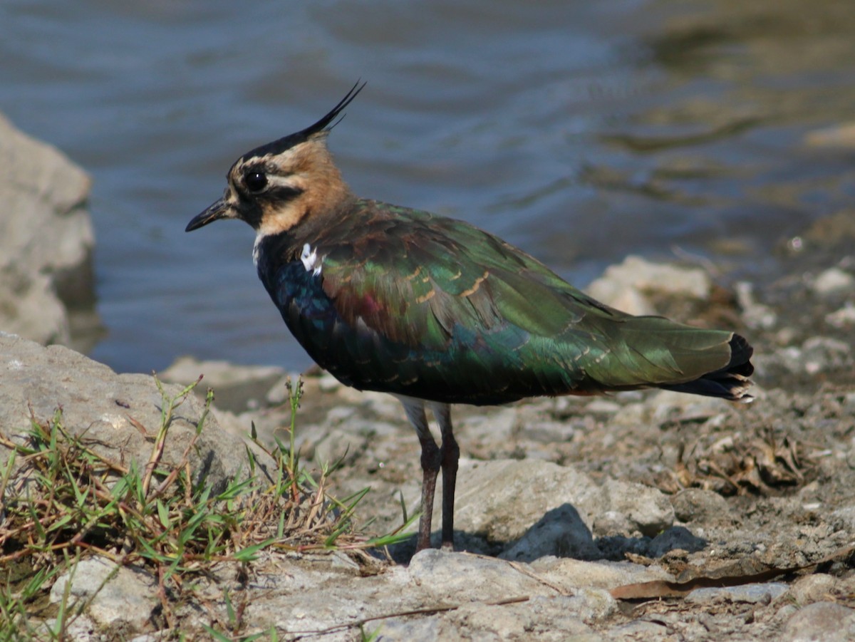 Kızkuşu - ML646604042