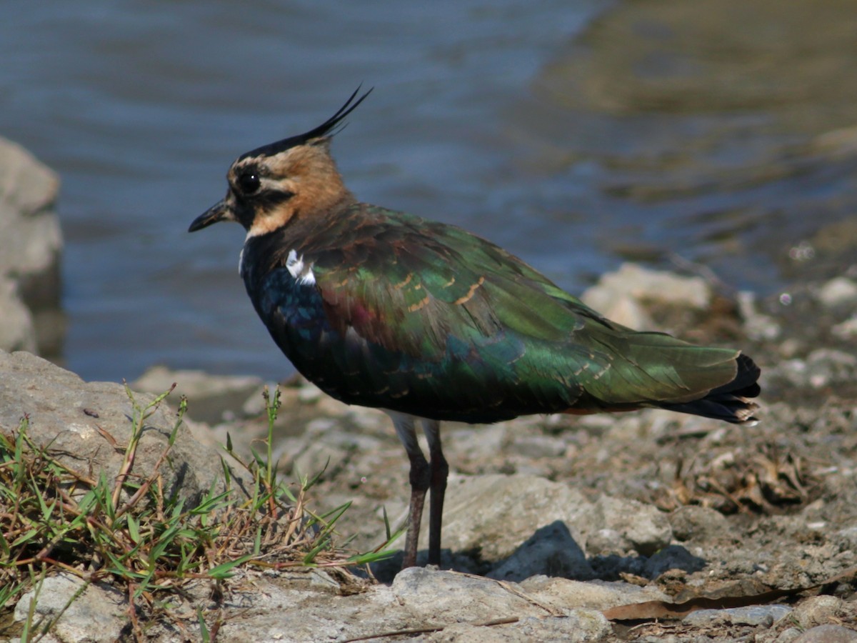 Kızkuşu - ML646604043