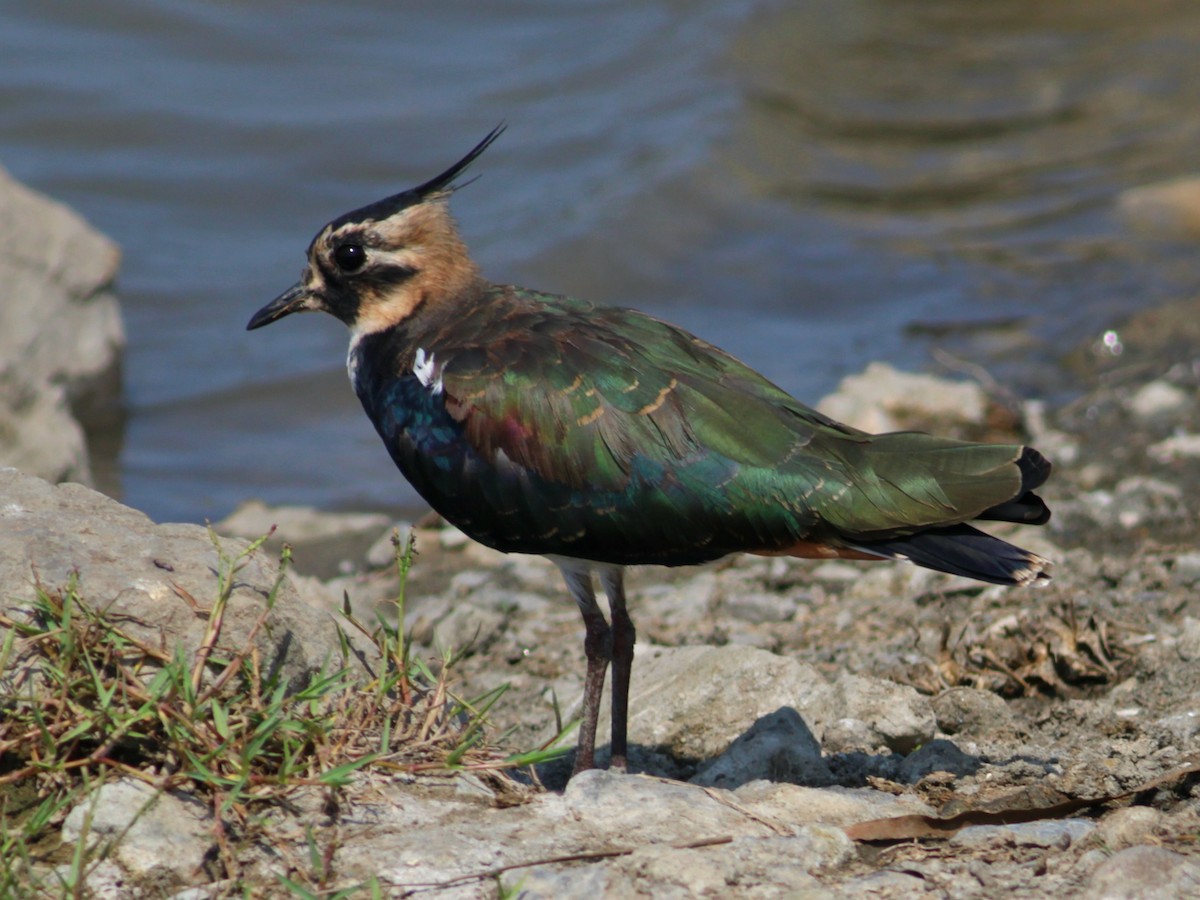 Kızkuşu - ML646604044